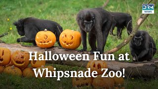 Halloween Comes Early to UKs Whipsnade Zoo  SnackFilled Pumpkins for Animals  AO1G [upl. by Aracal292]