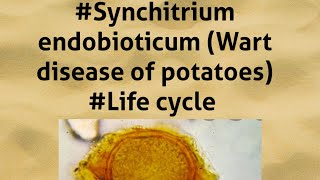 ClassPhycomycetes Synchitrium endobioticumLife cycle By Learn Votaniki [upl. by Lienet319]