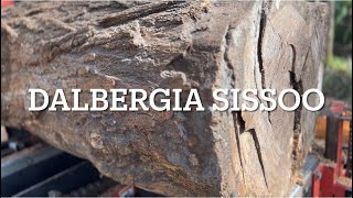 Dalbergia sissoo vs Timber King 2000 diesel sawmill exotic wood [upl. by Onek916]