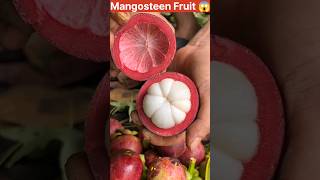 Mangosteen Fruit Harvesting 😱shorts fruit satisfying [upl. by Burwell]