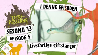 Livsfarlige giftslanger  Dyrepasserne 2024 [upl. by Inneg499]