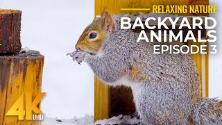 4K Backyard Animals  Part 3  Winter Wild Guests of Backyard Feeders [upl. by Heilman]