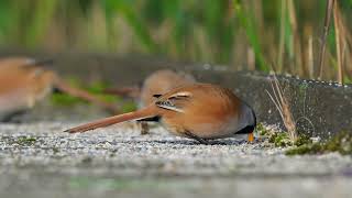 Bearded reedlings on grit [upl. by Oeram463]