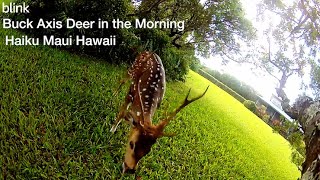 Buck Axis Deer  Haiku Maui Hawaii [upl. by Maidel]