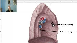 Anatomy of the thorax 2023 Pleura  part 1 by Dr Wahdan [upl. by Agna]