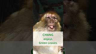 Chang the Barbary macaque enjoyed leaves🌿🐵 Bon appétit AnimalASMR zoo monkeylove asmreating [upl. by Arabel761]