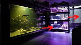 New aquarium for my baby Coelacanth in the fish roomBlack wolf fish Curupira [upl. by Rochemont]