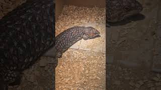 female shingleback skink [upl. by Rudd]