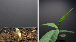 🌱 Growing LOQUAT Tree from Seed  100 Days Time Lapse 🌱 [upl. by Enyar840]