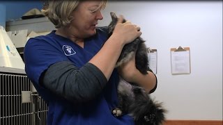 Okanogan Valley Vet Clinic with Dr Susan Baillie [upl. by Yelram59]