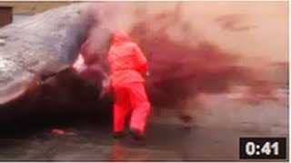 Une baleine explose VIDEO [upl. by Eciralc]