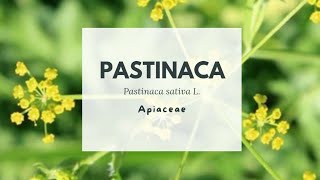 PASTINACA  Pastinaca sativa  Parsnip  Apiaceae [upl. by Oiramaj535]