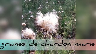 Les graines de chardons Marie sont très faciles à récolter été• [upl. by Peppard]