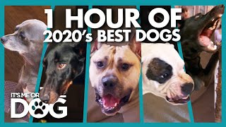 Over ONE HOUR of the Years Best Dogs  Its Me or the Dog [upl. by Iggam]