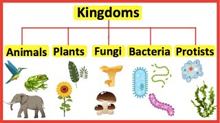 5 Kingdoms  Animals plants fungi bacteria amp protists [upl. by Nolur301]