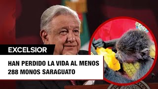 Piden a López Obrador decrete quotEmergencia Ecológicaquot por muerte de monos saraguato [upl. by Dorisa212]