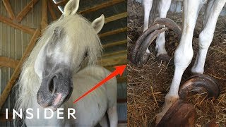 Rescue Horse With 30Pound Hooves Can Walk Again  Insider [upl. by Naaman]