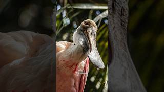 Spoonbill  Guardians of Wetland Harmony [upl. by Mandelbaum]