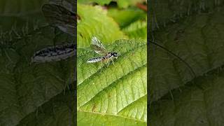 a delicate Ichneumon wasp possibly an Acrotomus [upl. by Kaleb1]