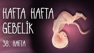 Hafta Hafta Gebelik 38 hafta [upl. by Oivalf326]