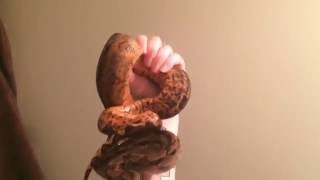 Hypo Nicaraguan Boa Constrictor  Handling [upl. by Uriiah]