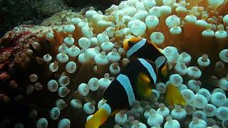 marine aquarium  clown fish 143 [upl. by Arikahs]