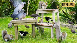 NO ADS Cat TV for Cats to Watch 🕊 Squirrels amp Birds Squabble Over Food 😹 Videos for Cats  4K HDR [upl. by Atinahs85]