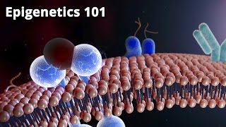 Epigenetics 101  Dr Bruce Lipton PhD [upl. by Spense]