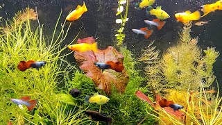 Can Guppies and Mollies live together can molly fish and guppy share the same fish tank [upl. by Svetlana]