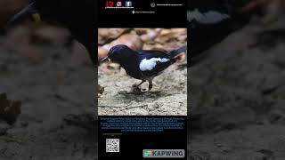 Orientalmagpie Robin birds birdenthusiast birdsofinstagram wildlife birdspecies birdwatcher [upl. by Navada]