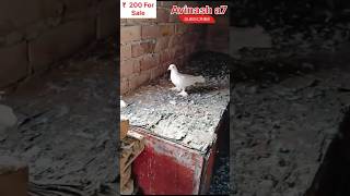 top quality ke kabootar ￼200 Rupay Joda For sale￼ pigeon kabootar pigeon viralshorts [upl. by Mimajneb]