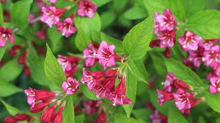 Weigela quotBristol Rubyquot [upl. by Taryn601]