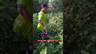 Gardening 🌱shorts farming pleasesubscribe trending brinjal [upl. by Adekan]