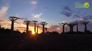 Madagascar  Avenue of Baobabs [upl. by Flinn]