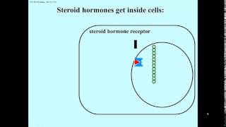 Transcription regulation steroids [upl. by Maxine]