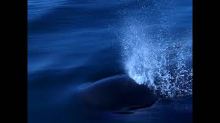 Pilot Whale in slow motion [upl. by Ikcir]