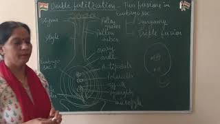 Reproduction in flowering plantsDouble fertilizationXNTSEXllNEET [upl. by Oba]