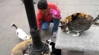 Cats of Recoleta cemetery  Time to eat [upl. by Brag]