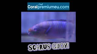 scarus quoyi en wwwCoralpremiumeucom [upl. by Arbua277]