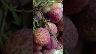 asalilichifoodamazingfacts amazingfruitlitchi ytshortsviralvideoshort [upl. by Rozanna]