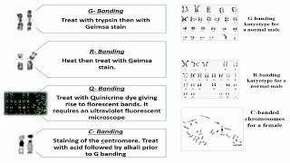 Banding Techniques for Chromosomal Karyotyping [upl. by Kerrill]