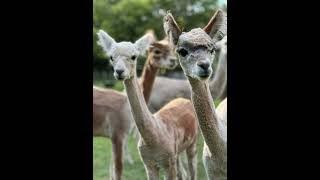 Meet Rocketman the alpaca at Little Valley Farm Alpaca Farm Hunter Valley alpacas alpacafarm [upl. by Tammara]