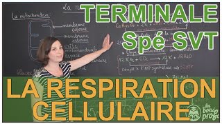 La respiration cellulaire  Spé SVT  Terminale  Les Bons Profs [upl. by Rabah]