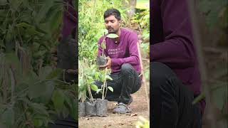 Miriyalu Plants  Black Pepper Plants  Spices Plants In Telugu  Kadiyam Abbai  Shorts  240 [upl. by Voleta]