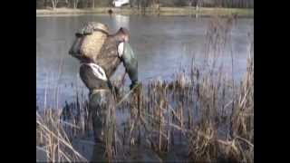 Muskrat trapping with colony traps and body grip traps in muskrat dens [upl. by Vicki]