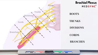 Brachial Plexus Anatomy  The Basics [upl. by Aynotahs]