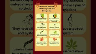 Difference Between Monocotyledon and DicotyledonMonocotyledondicotyledonshorts monocot dicot [upl. by Shewchuk]