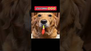 Bengali Dog Laugh Riot  bellylaughs funnymoment comedymoments crazycomedy [upl. by Irving]