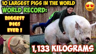 OMG TOP 10 LARGEST PIGS IN THE WORLD  WORLD RECORD BIGGEST PIGS EVER [upl. by Hooker]