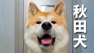 AKITA INU  Japanese Dog Living In Germany  A Day In The Life Of Yuki  秋田犬 [upl. by Aztiraj]